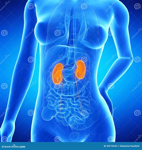 Kidneys Female Organs Human Anatomy Royalty Free Stock Photo