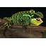 Here Be Dragons Tiny Lizard Species Found In The Andes  NBC News