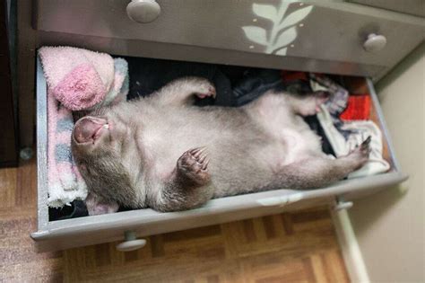 Kenny The Rescued Wombat Picks The Perfect Place To Nap The Dodo