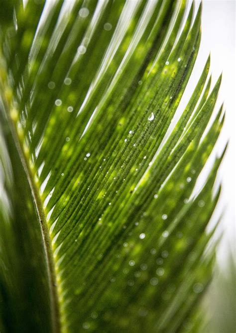 This day holds a lot of significance in christianity as it is the day similarly palm sunday is celebrated with eternal love and joy to show the respect to the jesus's arrival in jerusalem. Where do palms for Palm Sunday come from? Some are home ...