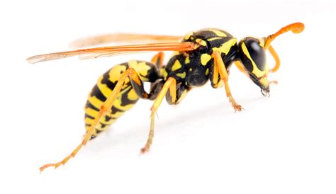 Yellowjackets Archives Accurate Pest Control Ny