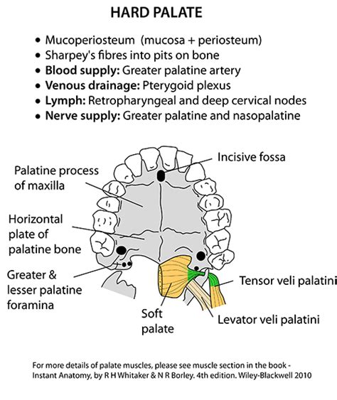 Palate Hard Hard Palate Palatine Bone