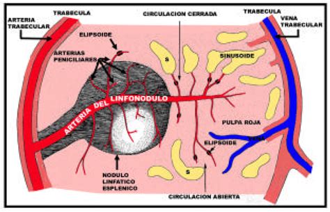 Ontogenia Del Sistema Linfatico Pdf Download Available