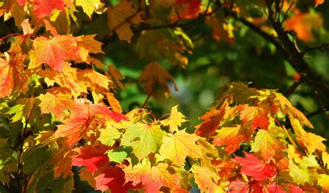 Five Best Northeast Ohio Trees For Colorful Fall Foliage