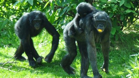 Bonobos May Have Actually Domesticated Themselves