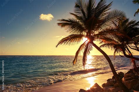 Palm Tree On The Tropical Beach Stock Photo Adobe Stock