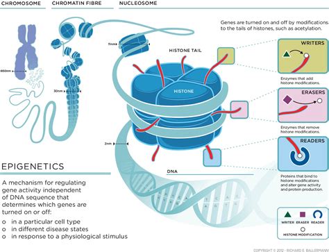 Epigenetics The Key To Overcoming Genetic Predisposition