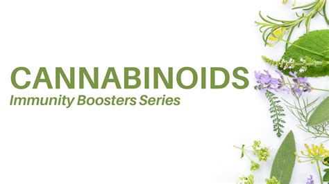 Cannabinoids Immunity Booster Series Endocannabinoid System Dr Sebi