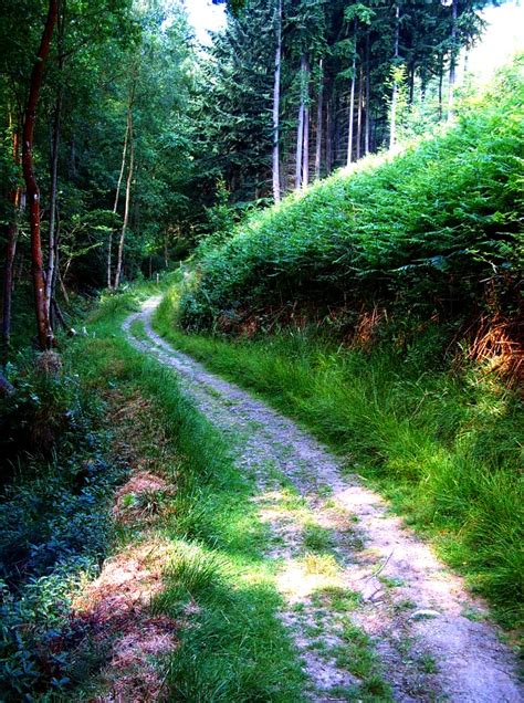 Winding Forest Path By Forestina Fotos On Deviantart