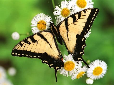 Drag and drop file or browse. Beautiful Butterflies - Butterflies Wallpaper (9481683 ...