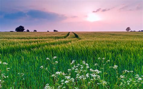 Hd Wallpaper Green Grass Field Summer The Sky Clouds Flowers