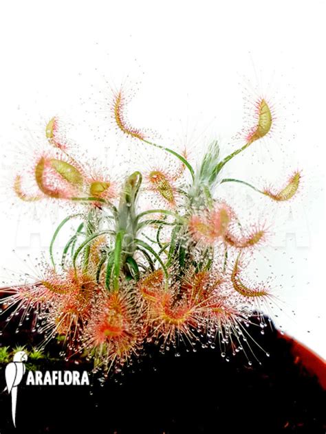 Araflora Exotic Flora And More Sundew Drosera Scorpioides