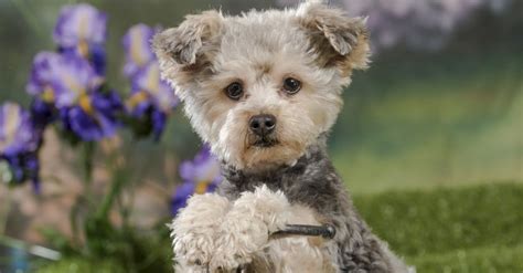 Yorkie Poo Dog Breed Complete Guide Az Animals