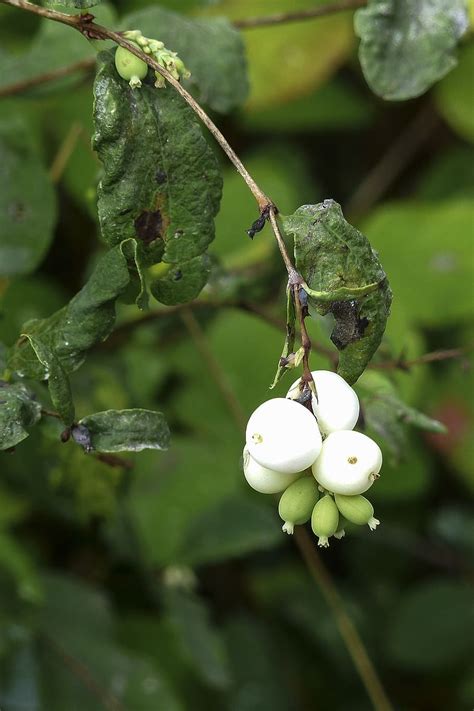 Hd Wallpaper White Common Snowberry Symphoricarpas Albus Toy