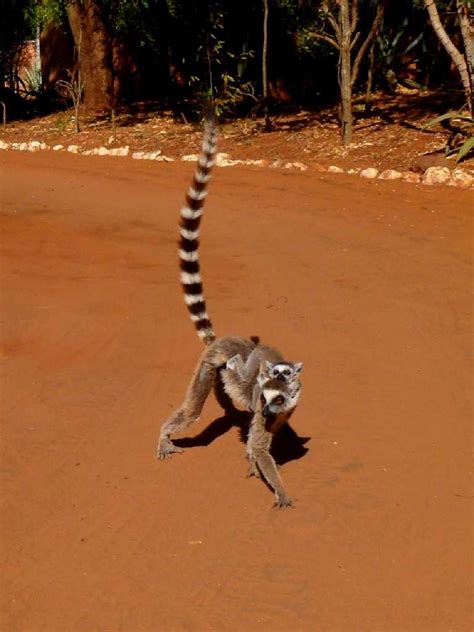 Berenty Madagascar マダガスカル ベレンティ