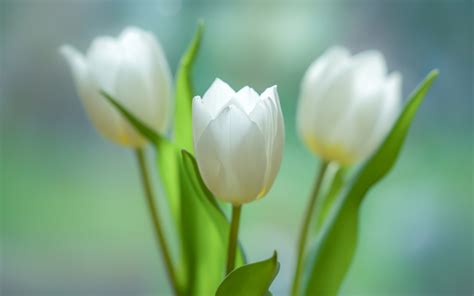 White Tulip Wallpapers Wallpaper Cave