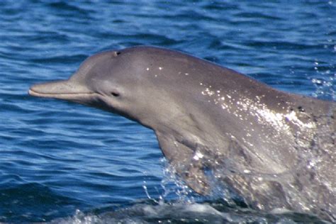Australia Scientists Discover New Species Of Humpback Dolphin Photos