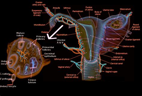 [figure ovary anatomy image courtesy orawan c ] statpearls ncbi bookshelf