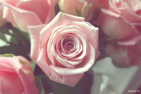 Pale Pink Roses Pheuron Tay Singapore Lifestyle And Travel Blog Since 2013