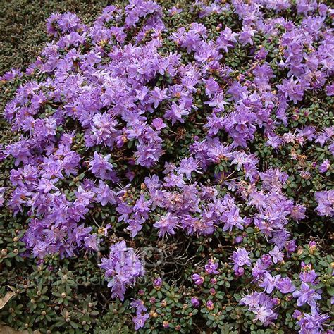 Rhododendron Impeditum Information Pictures And Cultivation Tips