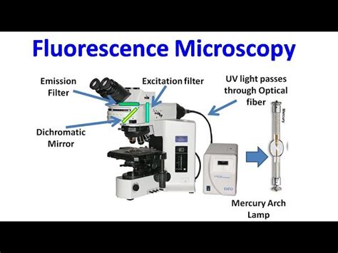 Manöver Kugelförmig Geld Emission Filter In Fluorescence Microscopy