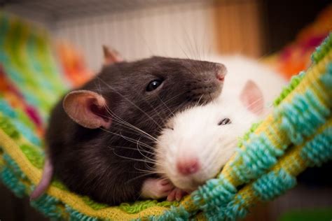 Learn Some Rat Facts And How To Choose One As A Pet