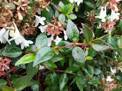 The see flower identification and leaf characteristics page for information on terms used. Abelia | Flowering shrubs, Shrubs, Plants