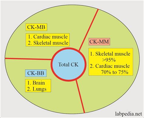 Cardiac Marker Part 2 Ck Mb Cardiac Enzyme
