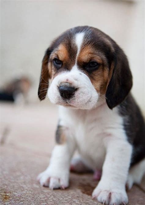 Baby Beagle Cutest Paw Beagles Pinterest Beagles