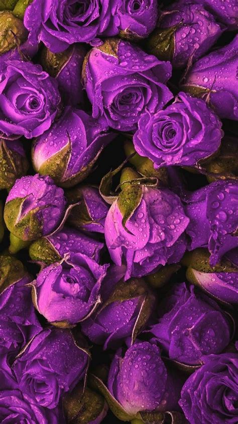 Purple Roses Wallpaper Hd