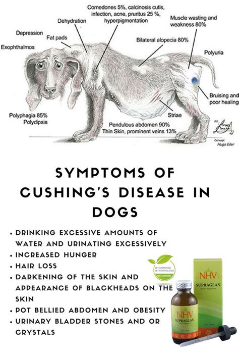 Canine Cushings Disease And Eye Problems Pets Lovers
