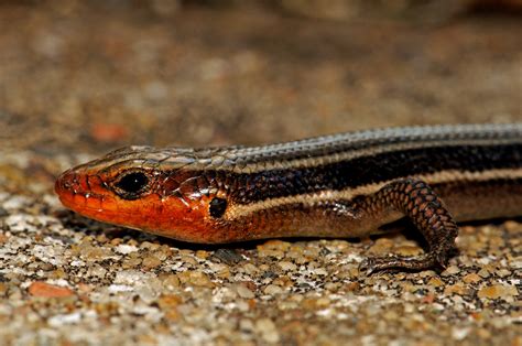 Common Five Lined Skink Photo Rick Fridell Photos At
