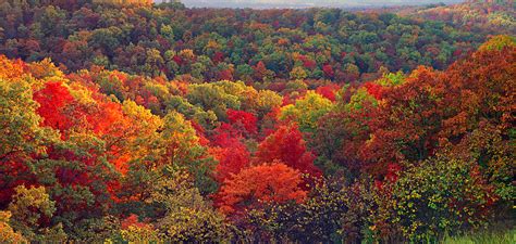 Ozark Autumn Landscapes Leaves Lichen Nature Photo Graphics