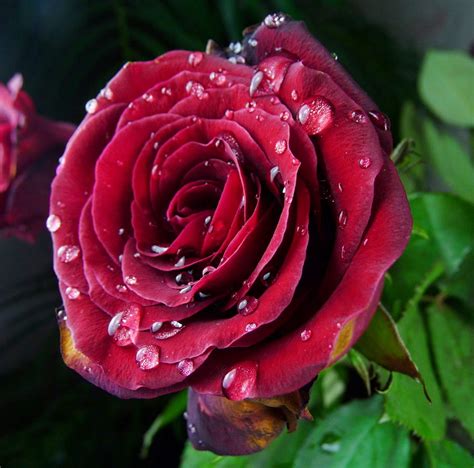 Dynamic Views Beautiful 3d Water Drop Flower Image Download