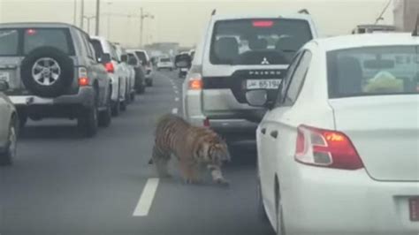 Video Encontraron Un Tigre Caminando Entre Los Autos En Doha La Voz