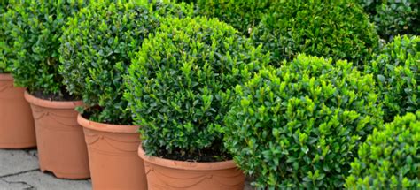 4 Steps To Grow A Boxwood From Seeds