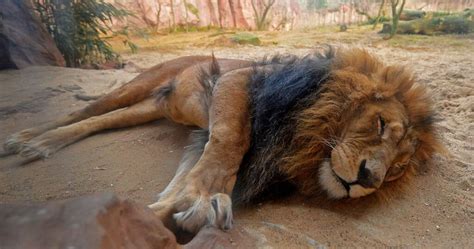 Sudan Three Lions Shot Dead After Trying To Escape From Paramilitary