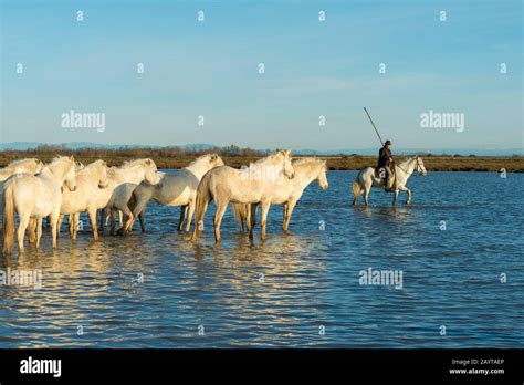 A Guardian Camargue Cowboy Is Herding Camargue Horses Through The