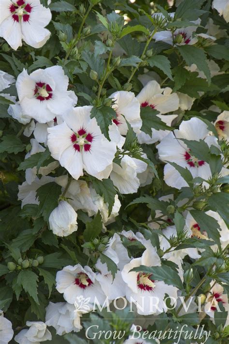 Rose Of Sharon Red Heart Althea