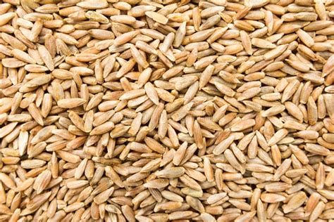 Grano De Cereal De Rye Primer De Granos Uso Del Fondo Imagen De