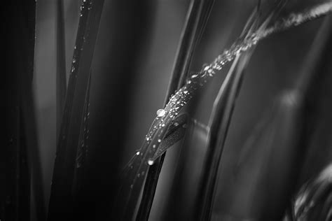 Free Images Grass Dew Light Black And White Sunlight Wet