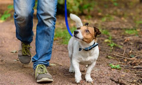 Health Benefits Of Walks With Your Dog