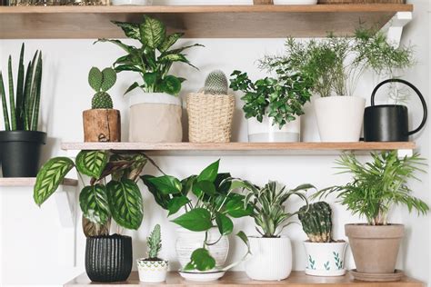 How To Care For And Propagate Your Pothos Plant