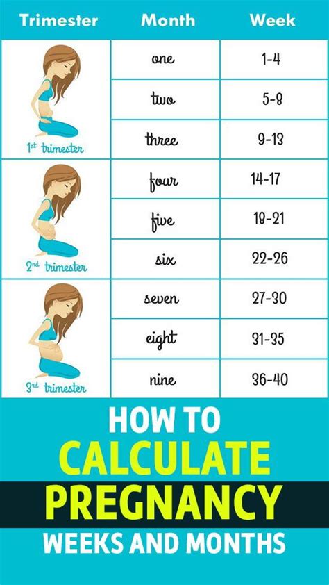 How To Calculate Pregnancy Week By Week Months Accurately Artofit