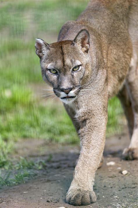 Walking Cougar The Male Cougar Walking In His Enclosure Tambako