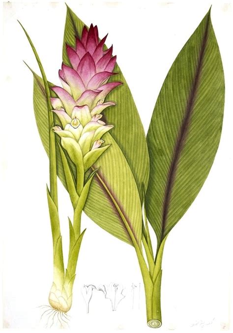 Botanical Fruit Tumeric Botanical Illustration Botanical