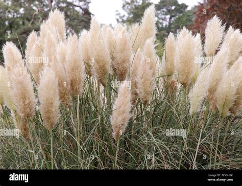 Dwarf Pampas Grass Cortaderia Selloana Pumila A Feathery Grass With