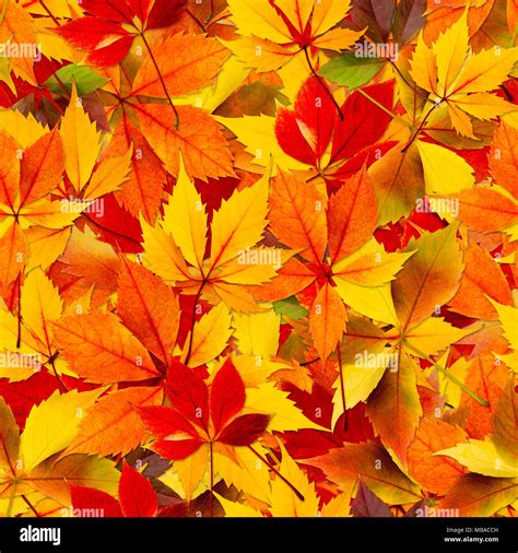 Fall Autumn Leaves Seamless Background Texture Pattern For Continuous