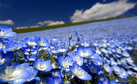 Blue Flowers Field Best Wallpaper Hd