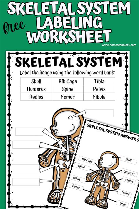 Free Skeletal System Labeling Worksheet Homeschool Of